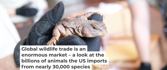 U.S. Fish and Wildlife agents inspect a shipment of reptiles at the Port of Miami. U.S. GAO